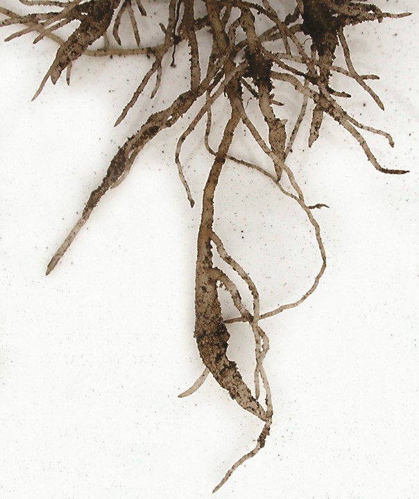 A photo of strawberry roots that have root-swelling and knot symptoms.