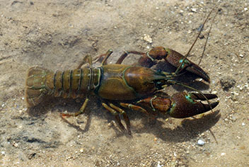 Photo of pacifastacus crayfish.