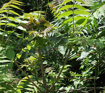 A photograph of tree-of-heaven