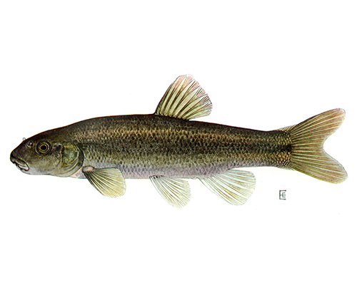 A photograph of Cutlip Minnow