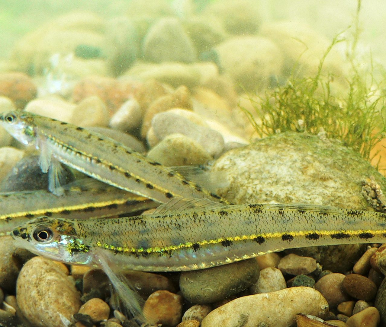 A photograph of the Eastern Sand Darter