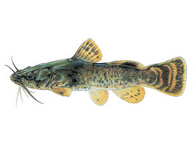 A photograph of the Northern Madtom
