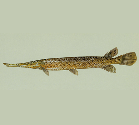 A photograph of Spotted Gar