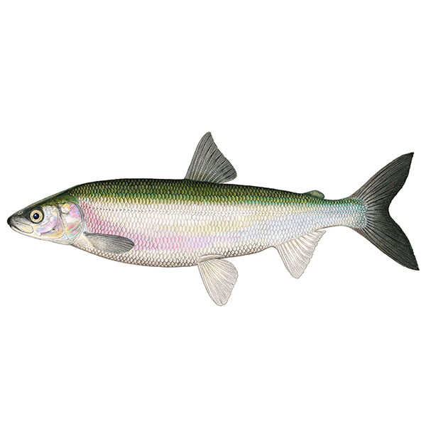 Shortnose Cisco