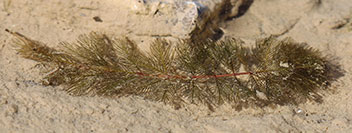 A photograph of Eurasian water-milfoil