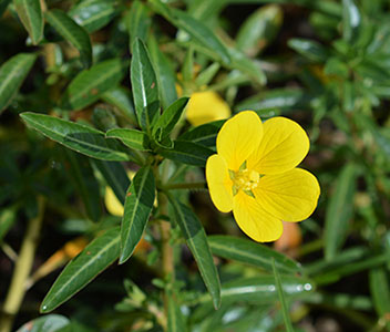 A photograph of Floating primrose-willow