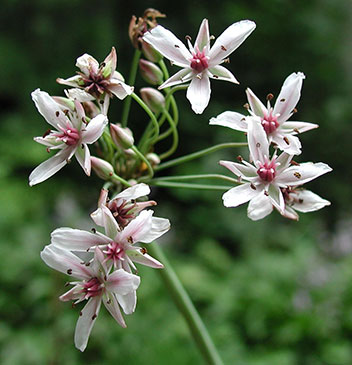 A photograph of Flowering-rush