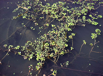 A photograph of waterferns