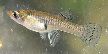 A photograph of an eastern mosquito fish