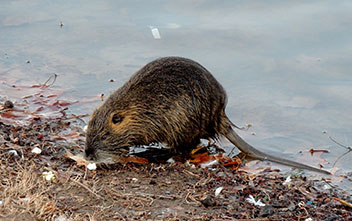 Nutria in water