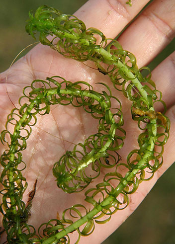 A photograph of Oxygen weed