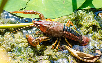 Photo Procambarus spp.