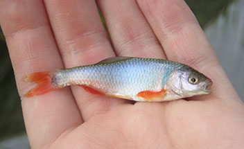 A photograph of a red shiner