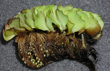 A photograph of watermoss