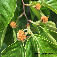 Close up of American beech fruit