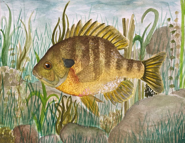 Watercolour painting of a bluegill surrounded by rocks green and brown weeds.