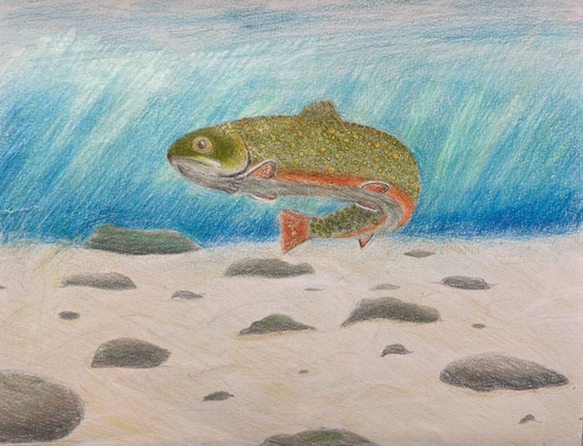 A pencil crayon drawing of a brook trout swimming above rocks with a blue background.