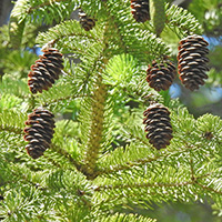 Close up of white spruce cones