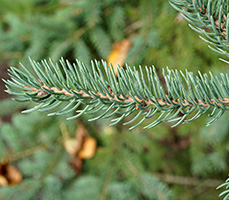 Close up of white spruce needles