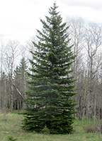 Image of a white spruce tree