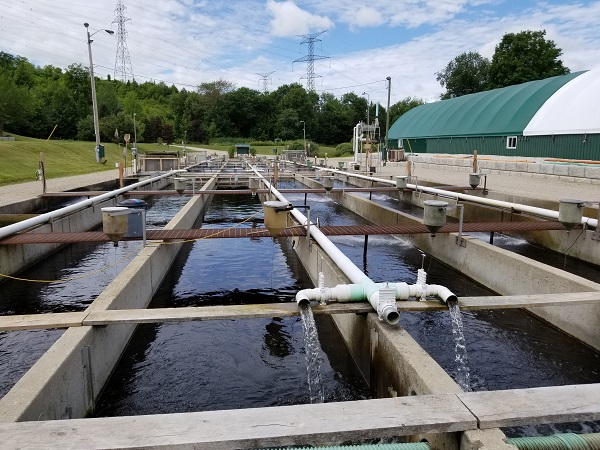 Système de bassins allongés en béton avec de l’eau qui s’écoule depuis des tuyaux blancs.
