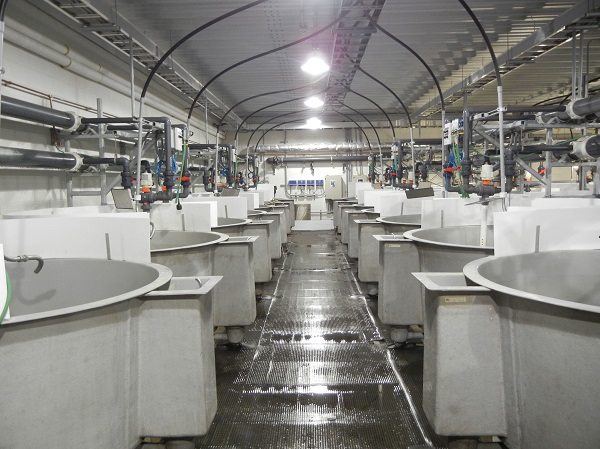 Système d’aquaculture en recirculation avec deux rangées de bassins gris munis de tubes pour la recirculation de l’eau.