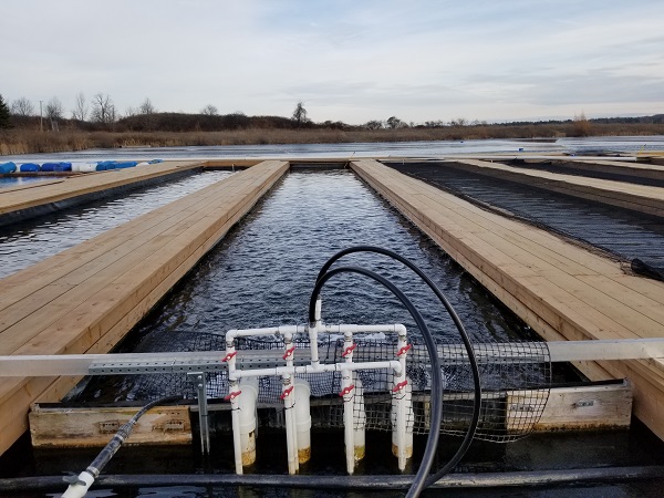 Bassin allongé flottant et fermé aménagé dans un petit plan d’eau. Le bassin est divisé par des quais en bois.