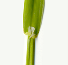 Collet de fétuque élevée montrant des oreillettes molles et de petites ligules.