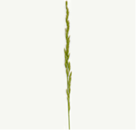 Inflorescence de fétuque élevée montrant des fleurs et une tige.