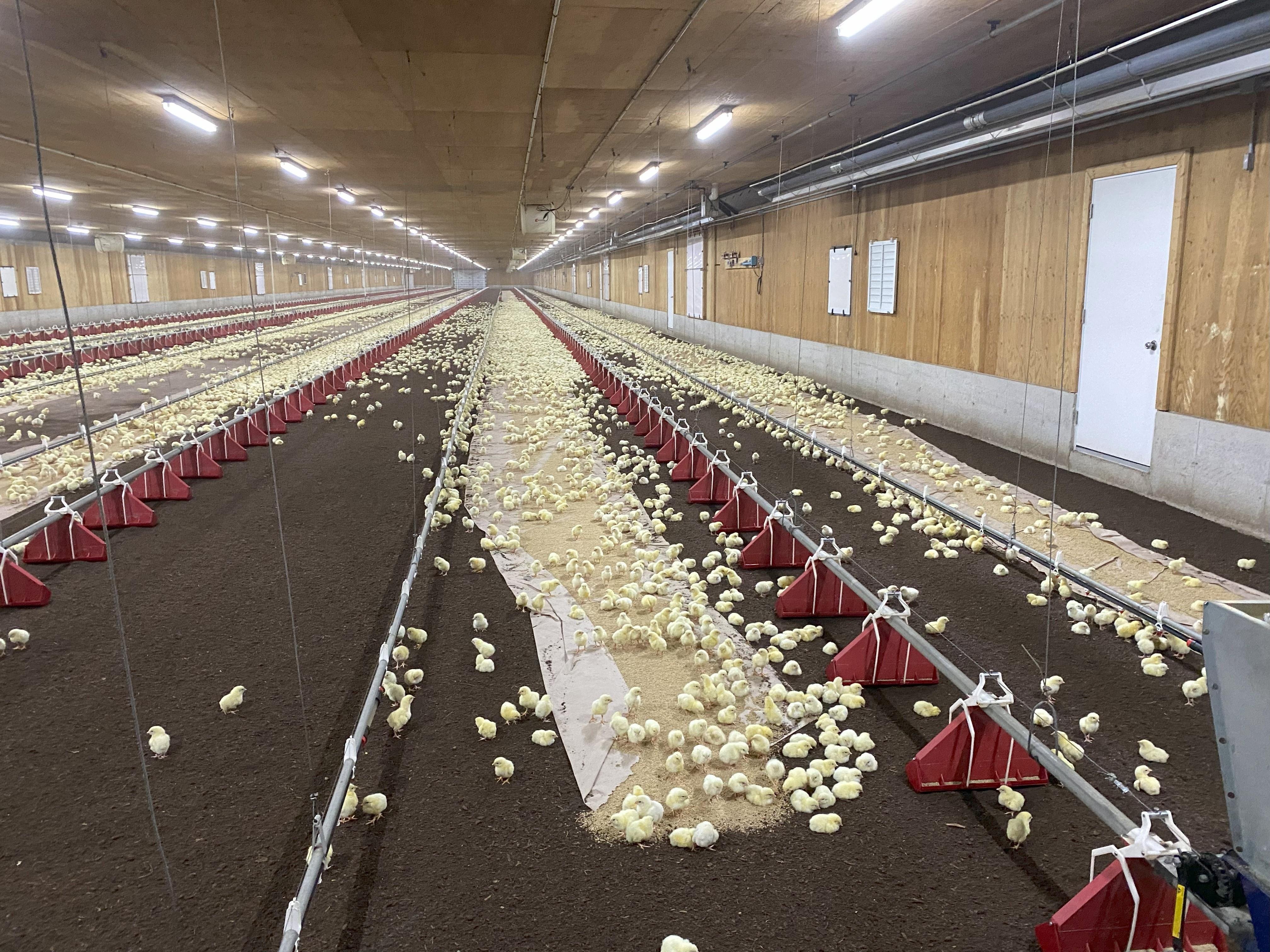 the inside of a broiler barn containing a layer of peat moss bedding on the floor after day-old broiler chicks have been delivered to the barn.