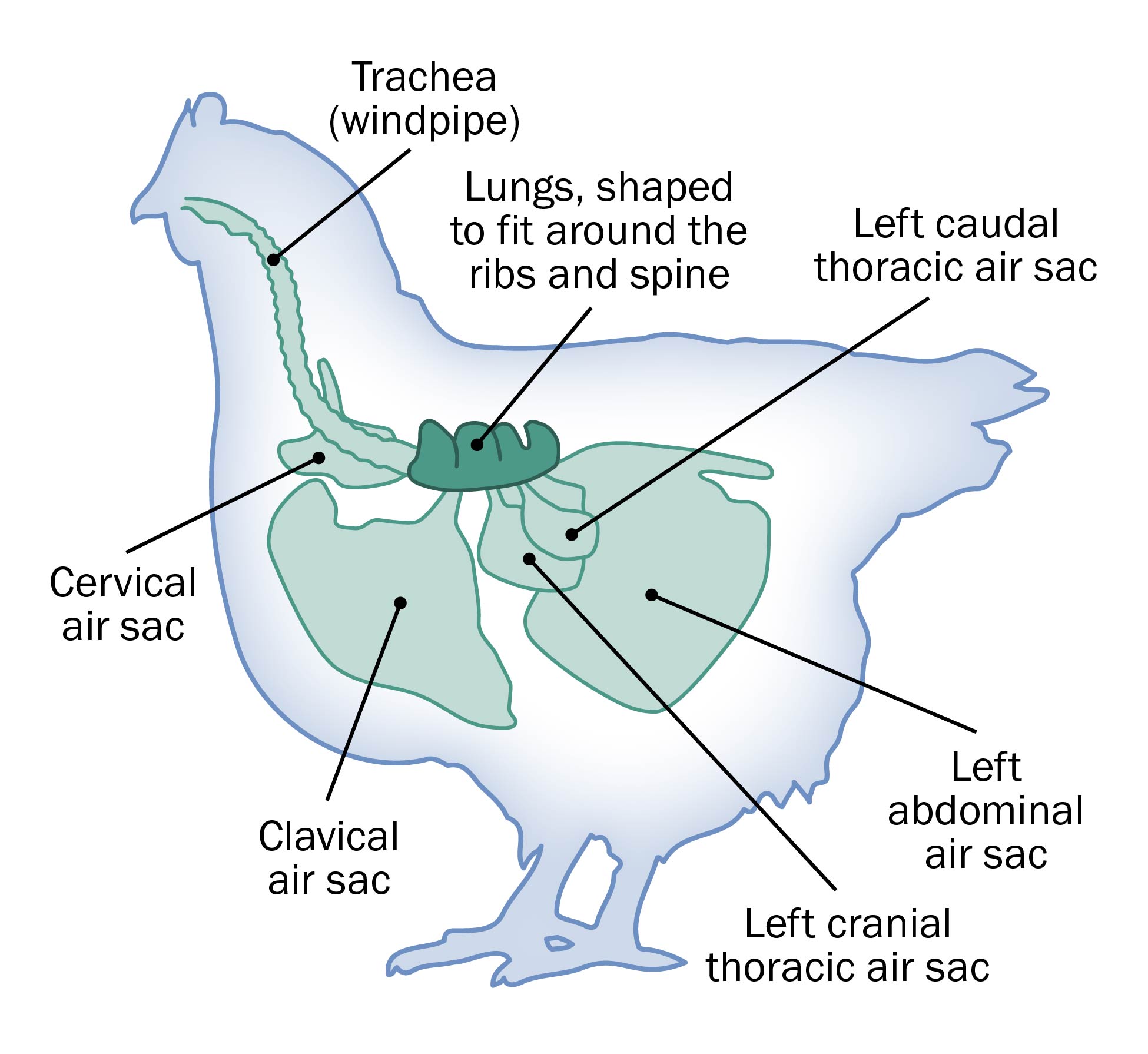 a cross-section drawing of a chicken showing the respiratory system.
