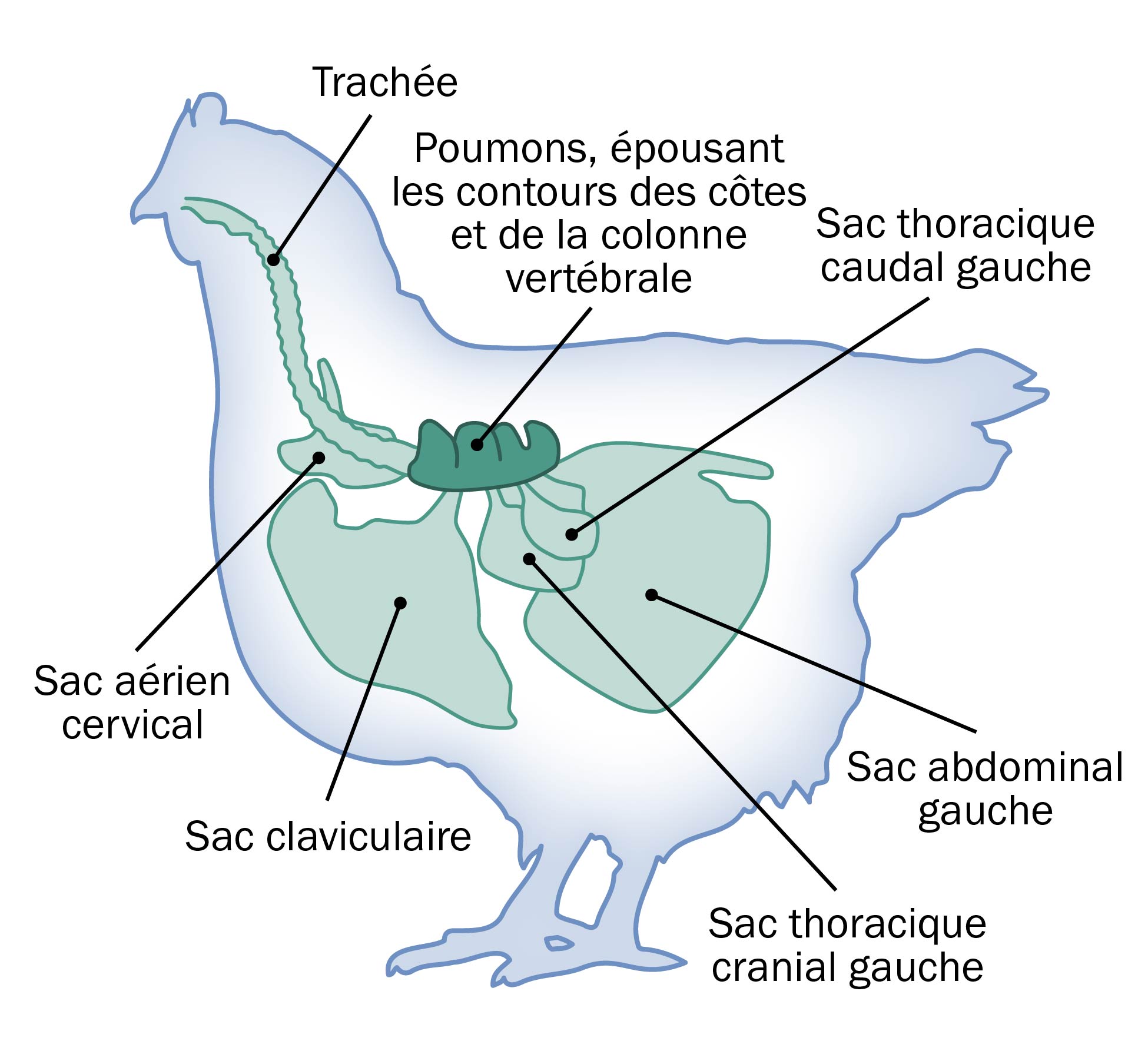 Une coupe transversale d’un poulet montrant le système respiratoire des volailles.