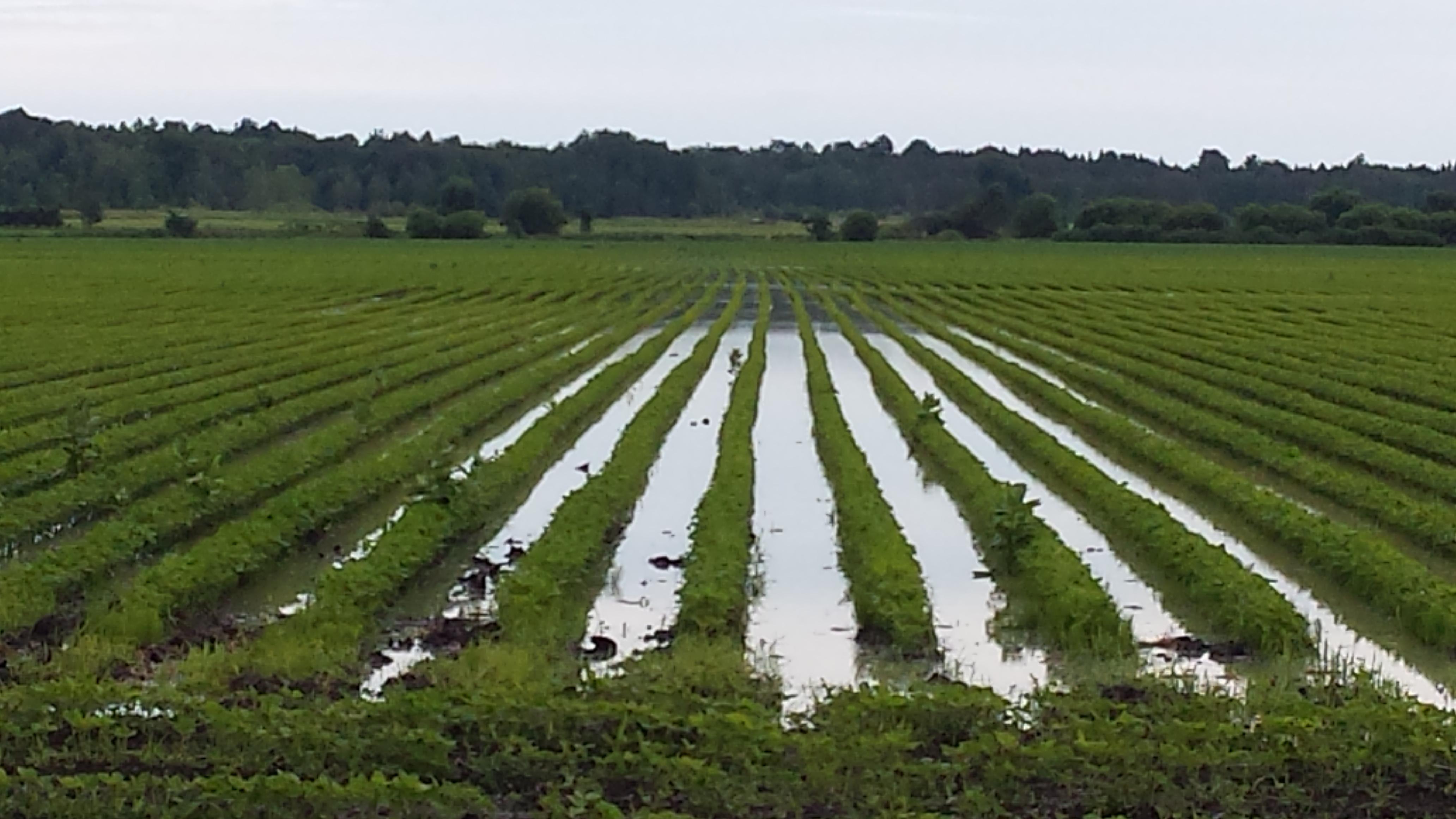 an agricultural field with ponding of surface water visible throughout the field