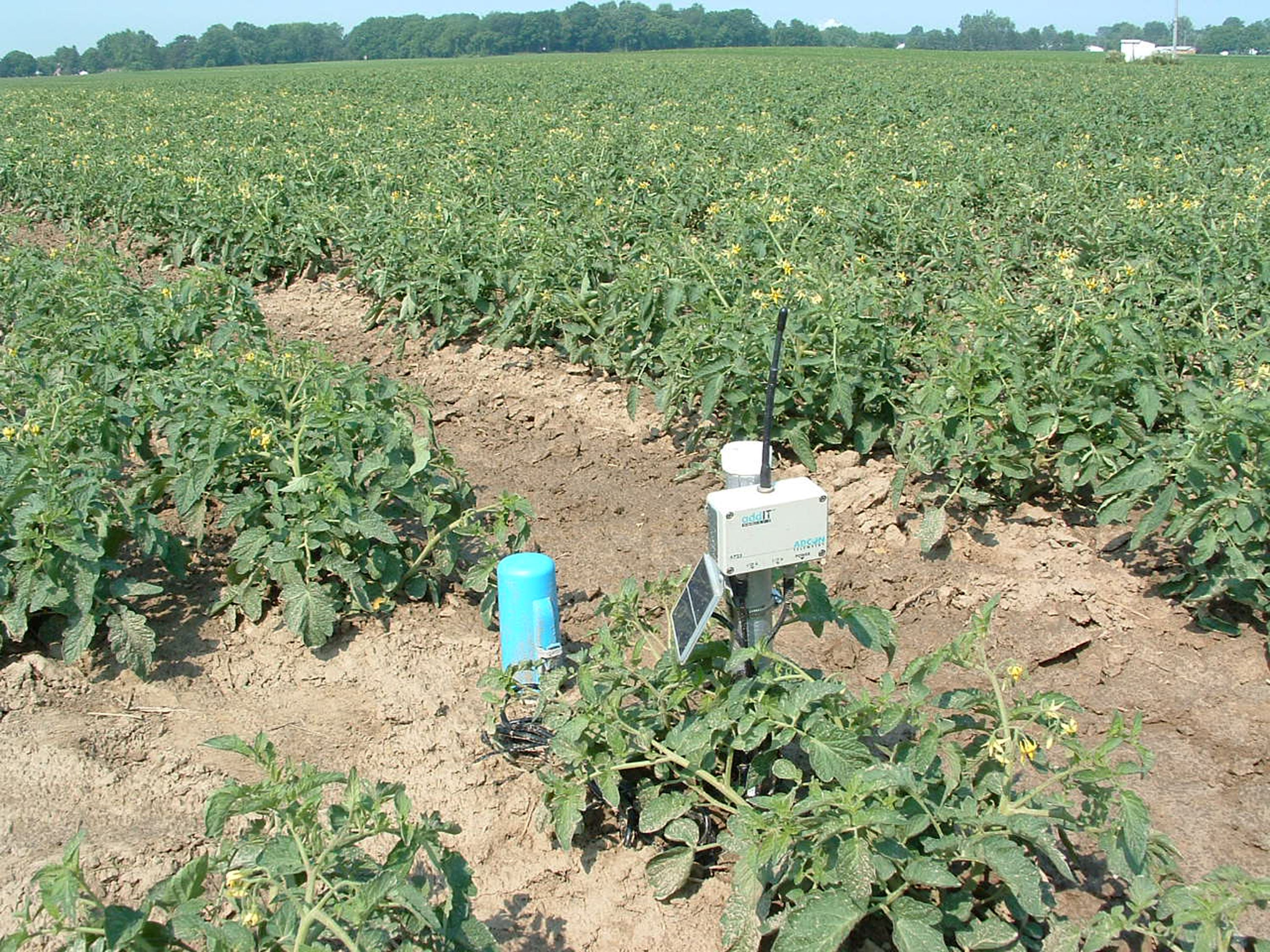 A grey, rectangular box mounted on a post with an antenna attached, in a field of tomato plants.
