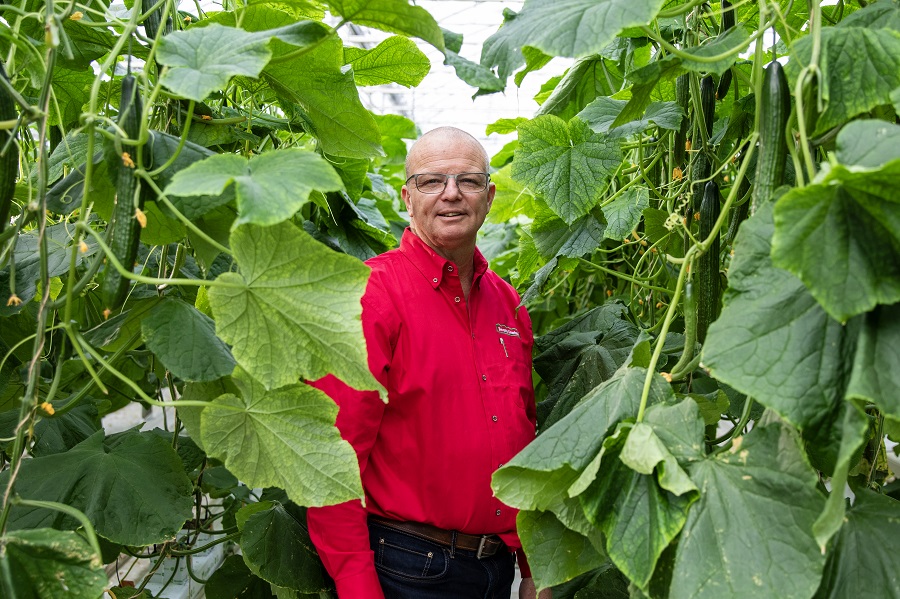 Jan VanderHout stands among his cucumber crop in his greenhouse.