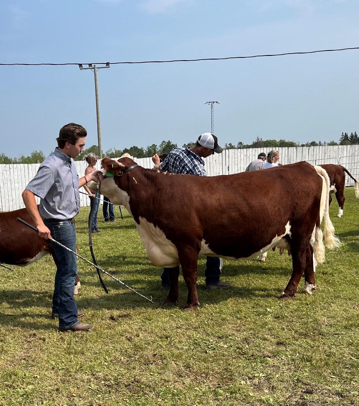 An image of a man with a cow. There are other people with cows behind him.