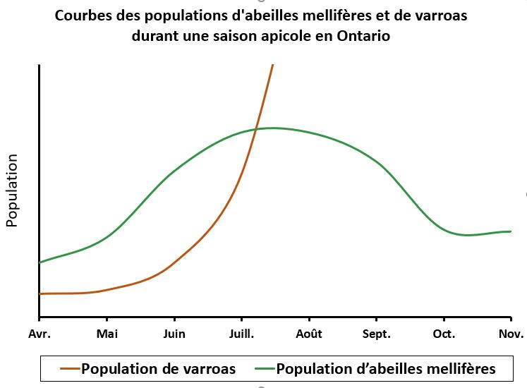 la population de varroas (sans traitement ou intervention) par rapport à la courbe de la population d’abeilles mellifères au cours d’une saison apicole normale en Ontario