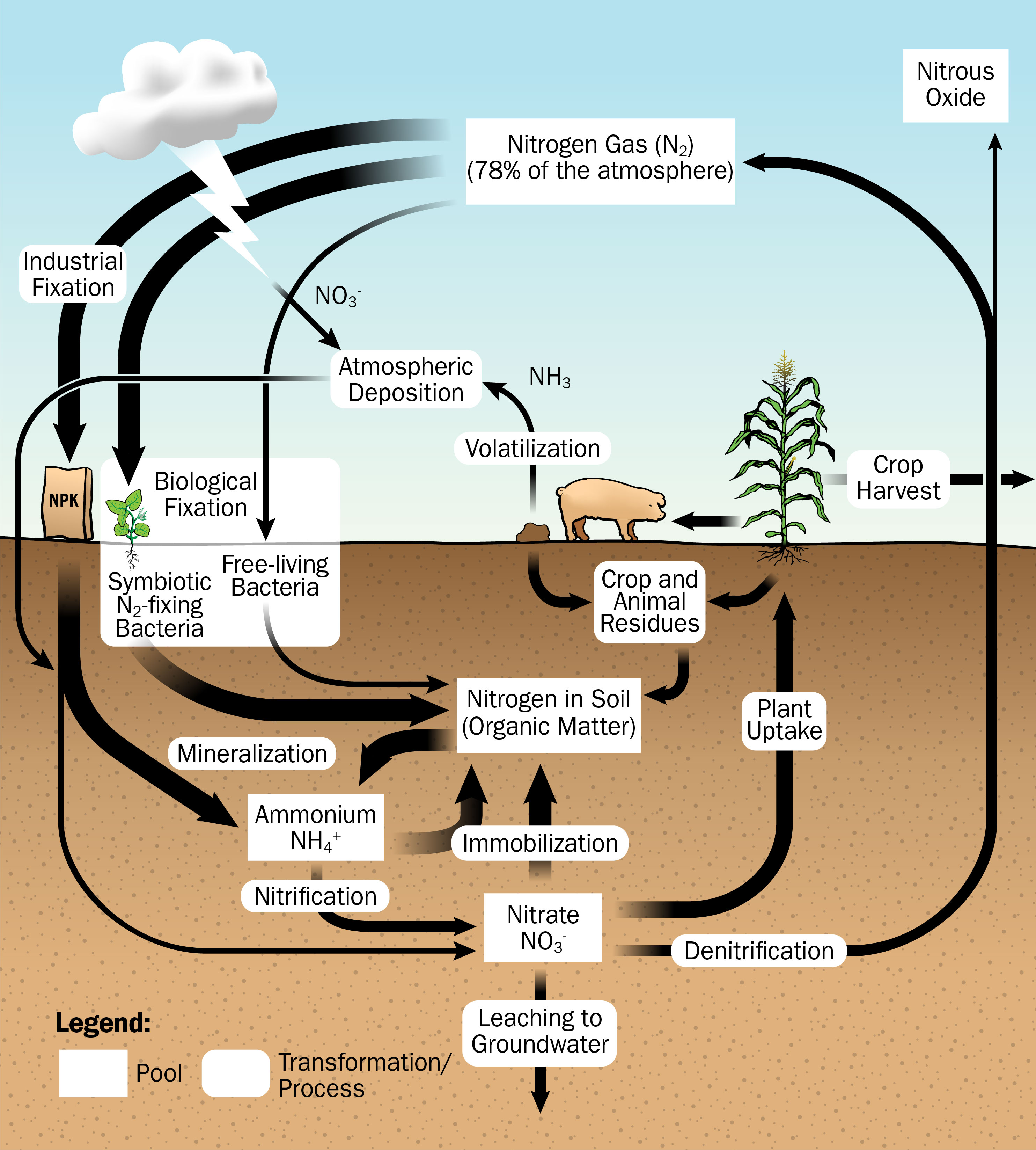 the various forms and pathways that nitrogen can take as it cycles through an agricultural production system