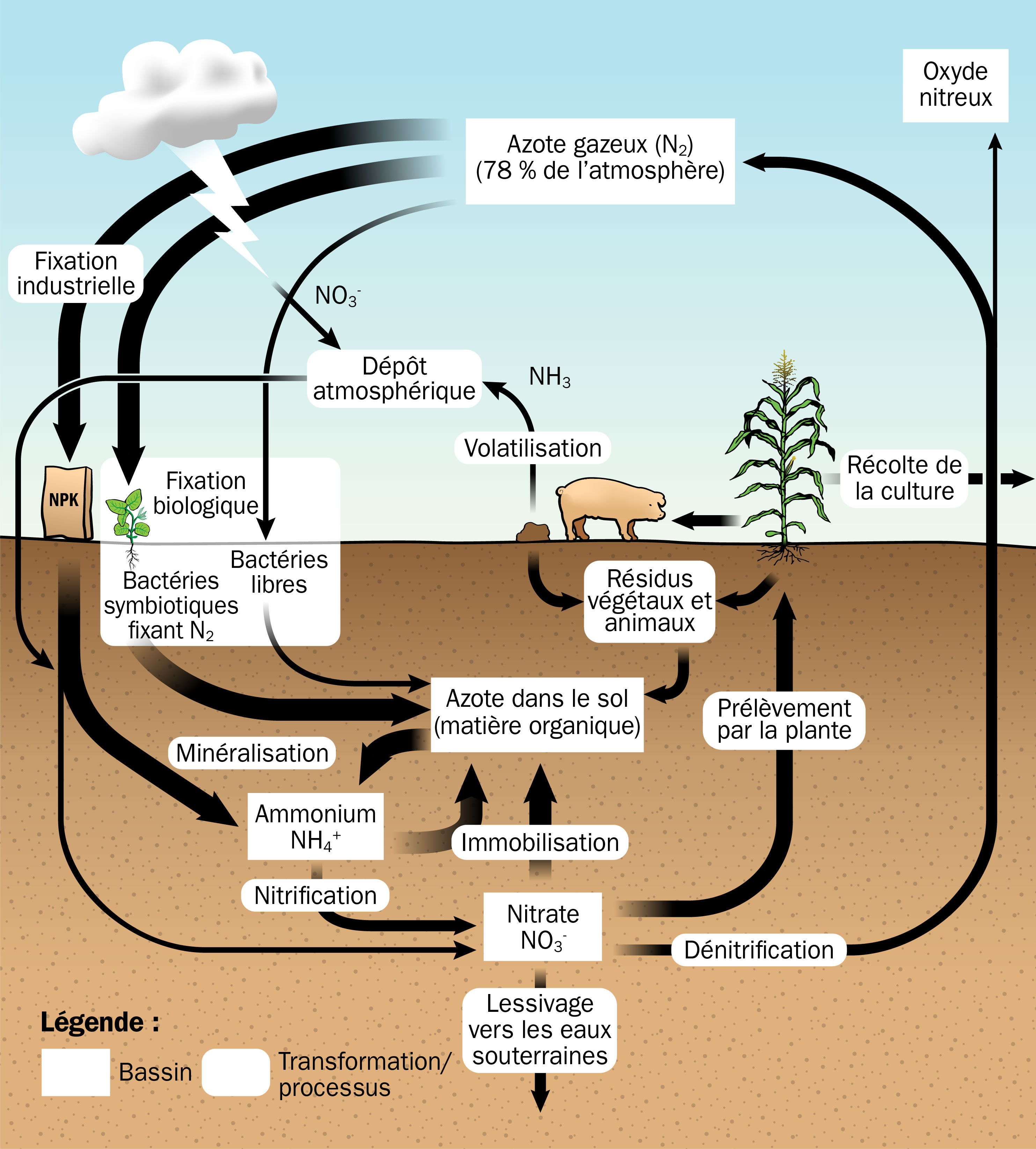 les formes et les trajets variés que peut emprunter l’azote au cours de son cycle dans un système de production agricole