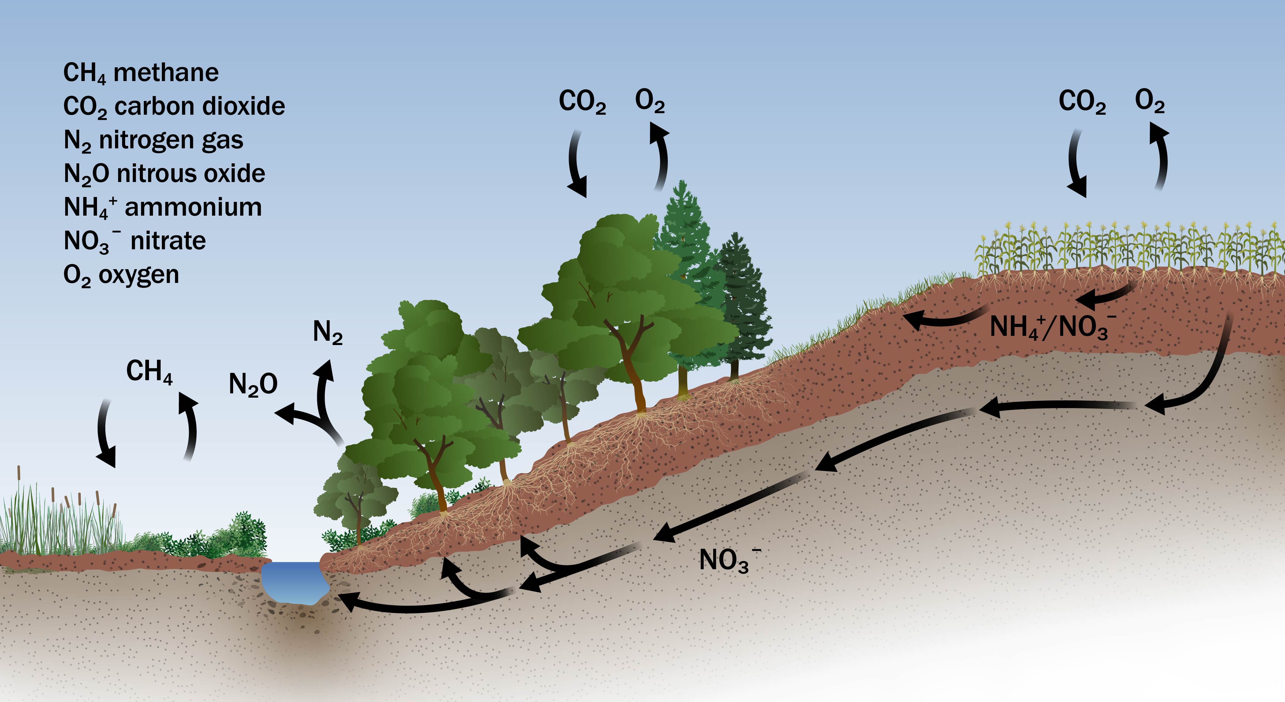 a planting of a variety of trees along the down slope of a hill between a corn crop at the top of the hill and a watercourse at the bottom of the hill