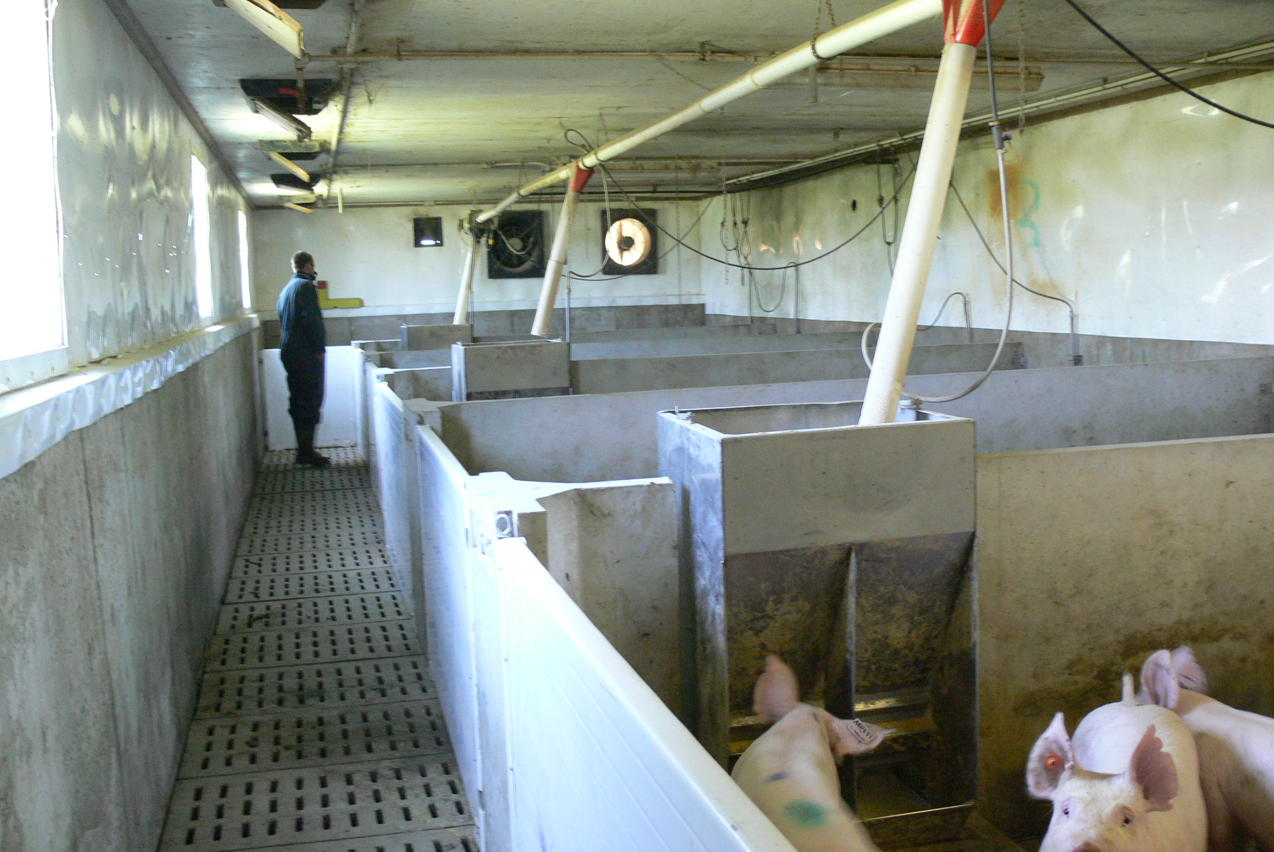 the interior of a swine-finishing facility showing continuously operating fans and inlets providing a constant air exchange