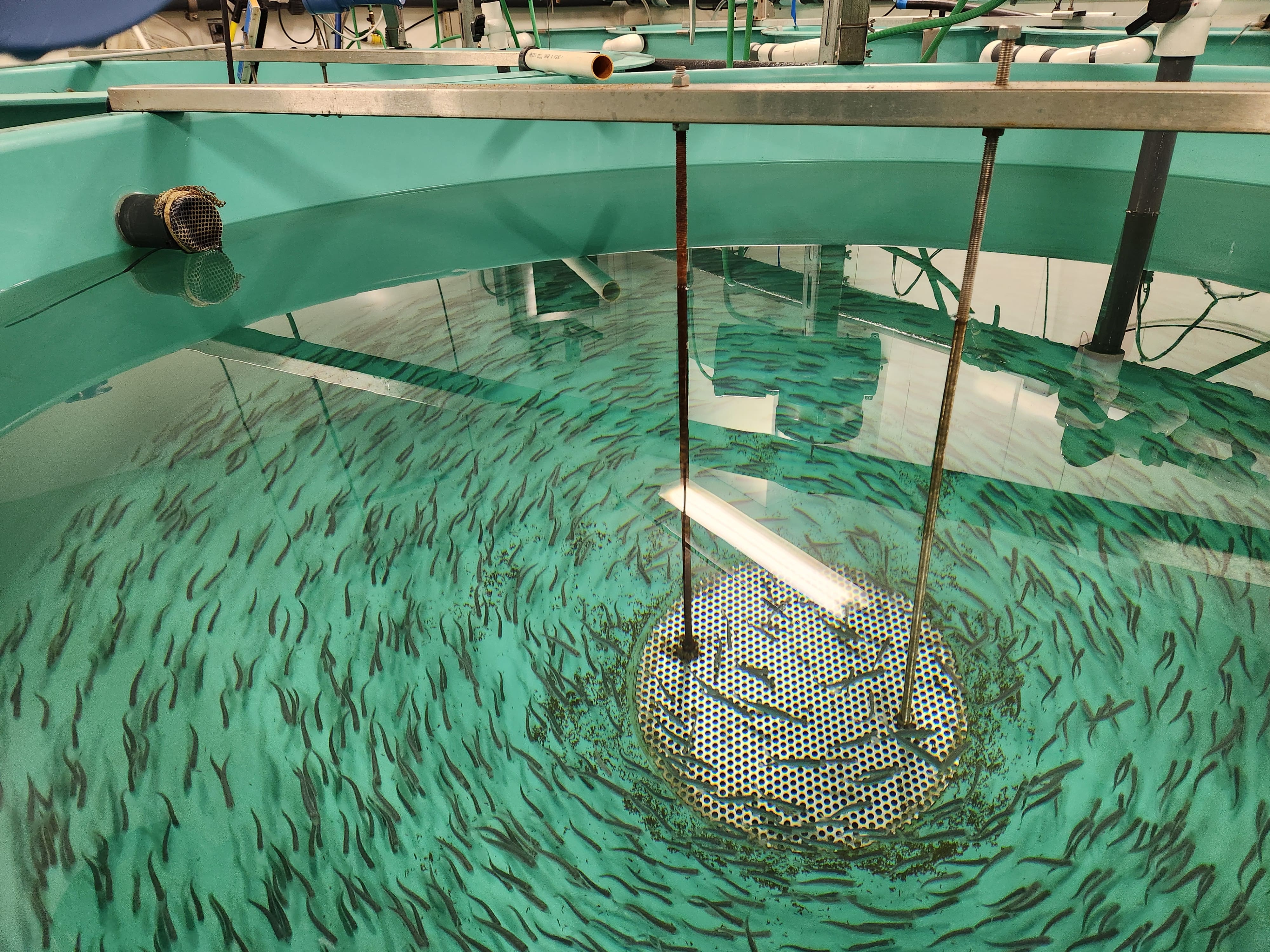 Juvenile salmonids swim in a circular tank against water current that provides the fish with exercise training.