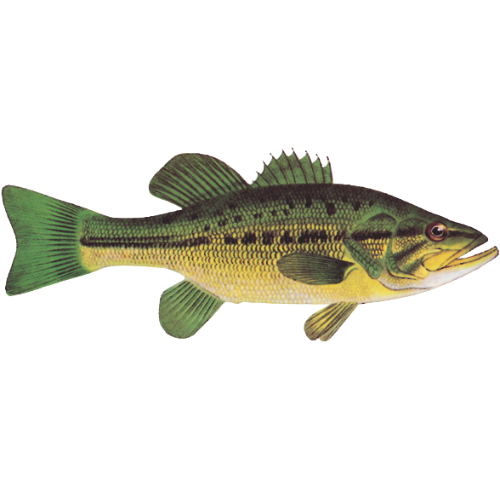 Largemouth Bass