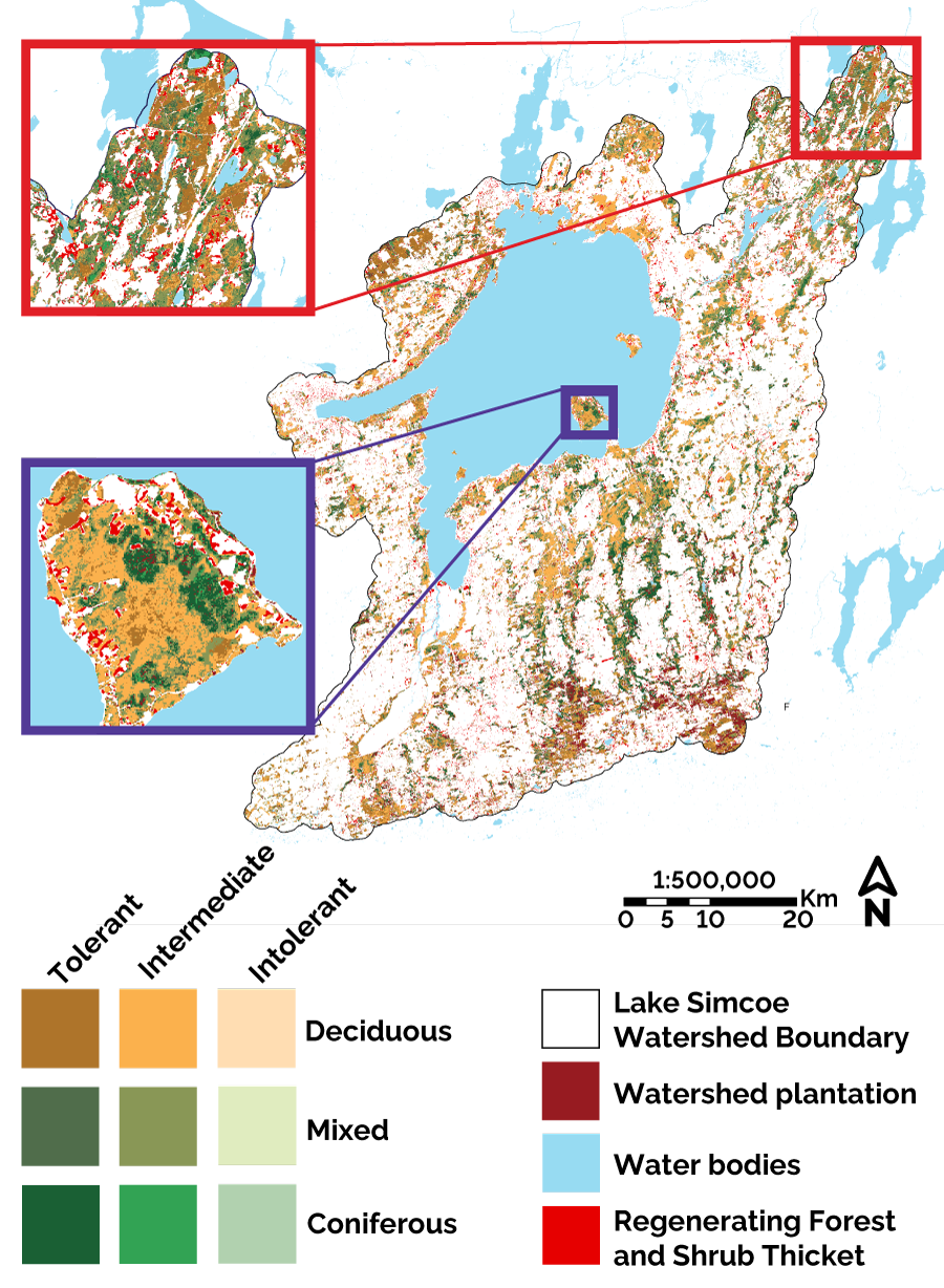 Map of the Lake Simcoe watershed showing the spatial distribution of coniferous, deciduous and mixed forests