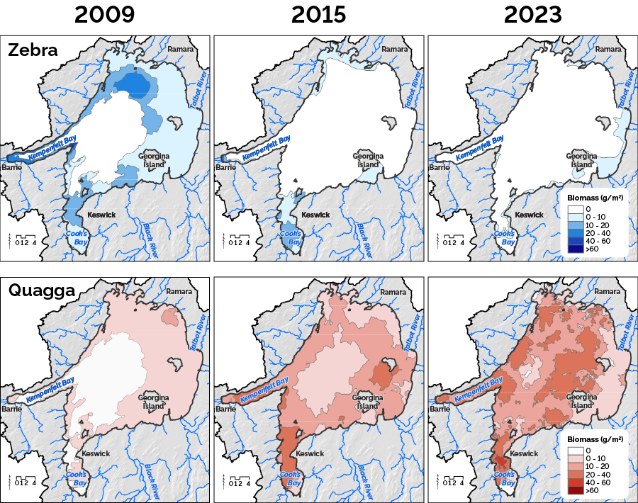 Maps of invasive dreissenid mussels in Lake Simcoe from 2009 (left column), 2015 (middle) and 2023 (right)