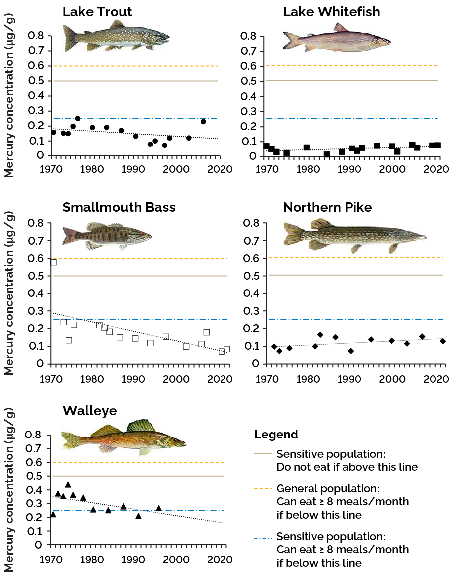 Mercury concentrations in 5 Lake Simcoe fish species from the 1970s to 2022:  lake trout (top left), lake whitefish (top right), northern pike (middle right), smallmouth bass (middle left) and walleye (bottom left)
