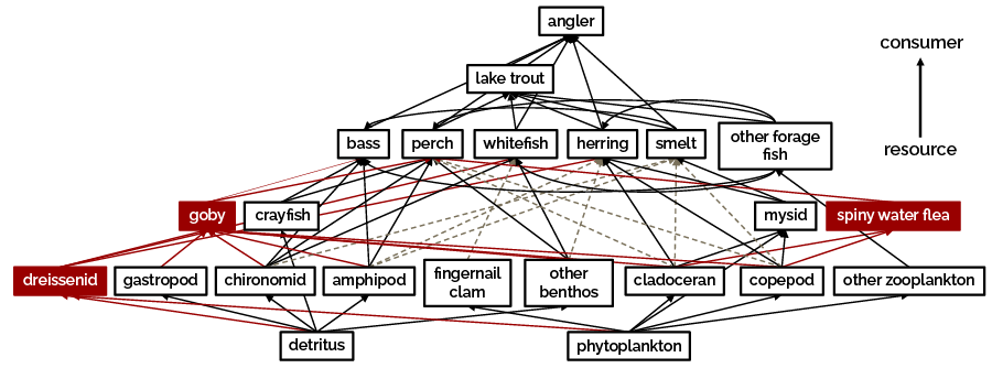 A simplified food web showing how invasive species (round goby, dreissenids and spiny water flea) altered ecological connections in Lake Simcoe