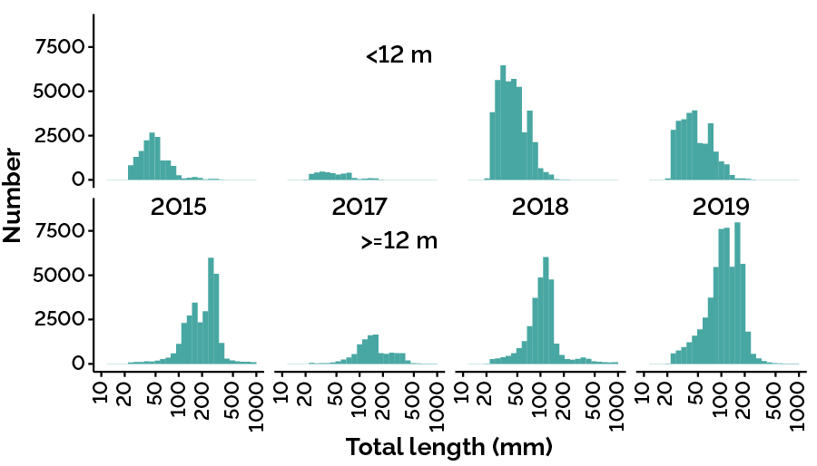 Size distribution of fish observed with hydroacoustics (sonar) in Kempenfelt Bay, Lake Simcoe in 4 years: 2015 and 2017– to 2019