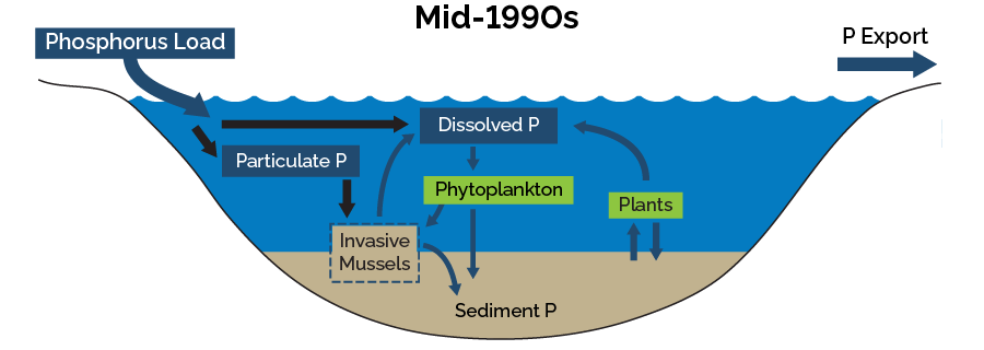 Diagram illustrating the mid-1990s when phosphorus load reductions continued; meanwhile, the invasive zebra mussel established