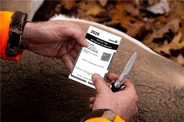 Hunter with deer tag and deer